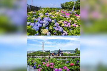 Menyusuri Hamparan 900.000 Bunga Hydrangea, Festival Hydrangea Jangsaengpo Kelima di Ulsan Hadirkan Whale Kart sebagai Wahana Baru