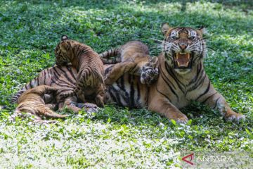 Empat anak harimau sumatra muncul perdana di TSI Prigen