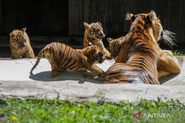 Empat anak harimau sumatra muncul perdana di TSI Prigen