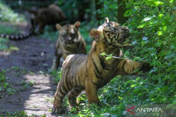 Empat anak harimau sumatra muncul perdana di TSI Prigen