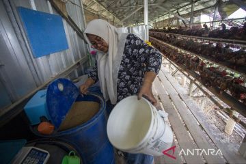 Kenaikan biaya harga pakan ayam