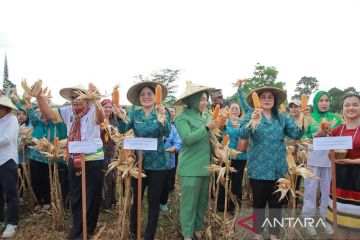 Panen raya jagung di Bengkayang perkuat ketahanan pangan keluarga