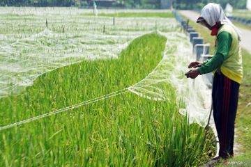 Pemasangan jaring pengaman padi