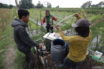 Irigasi tetes solusi tanam cabai musim kemarau