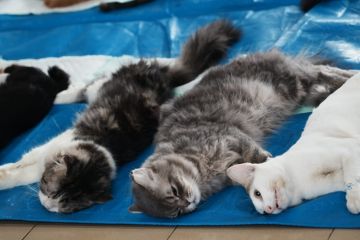 Sudin KPKP Jakbar sterilisasi 524 kucing jantan selama Jan-Jun 2026