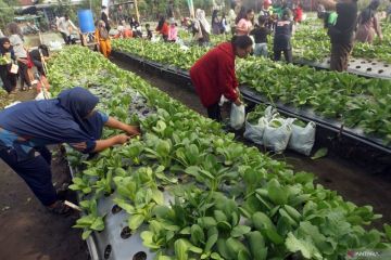 Wisata edukasi petik sayur