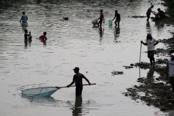 Fenomena ikan mengapung di Jombang