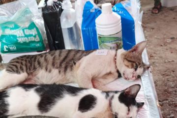 Cegah rabies, Sudin KPKP Kepulauan Seribu vaksinasi ratusan kucing