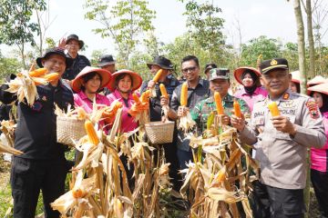 Brimob Polda Jateng panen delapan ton jagung di Kendal