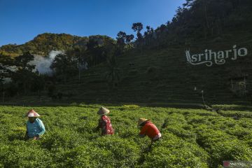 Petani ubah pola tanam hadapi musim kemarau