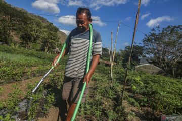 Petani Sriharjo ubah pola tanam hadapi musim kemarau