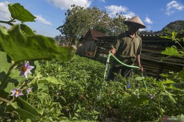 Petani ubah pola tanam hadapi musim kemarau