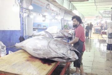 Hasil tangkapan tuna di Tripoli Libya kian masif