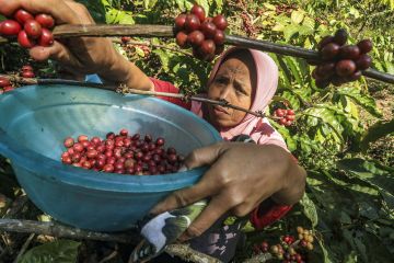 Menghidupkan kembali jejak kopi Gunung Gambar