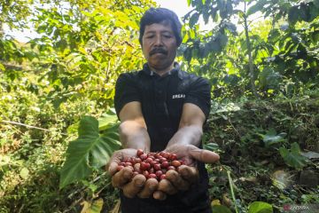 Menghidupkan kembali jejak kopi Gunung Gambar