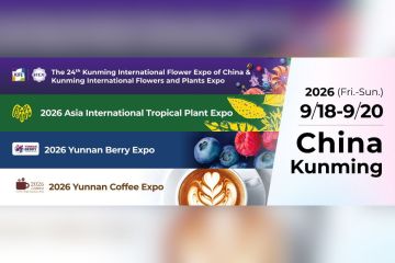 Ekspor Bunga Yunnan Terus Tumbuh Pesat Menjelang IFEX Kunming 2026