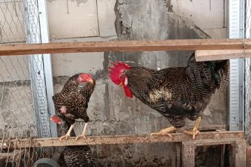 UGM-BRIN kembangkan konsep budi daya ayam kampung petelur dan maggot