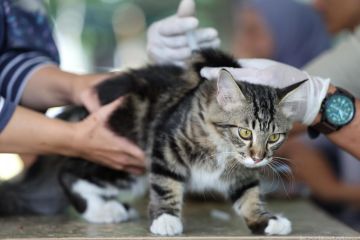 Sudin KPKP Jaksel vaksinasi rabies 1.454 HPR pada Juni 2026
