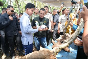 Wapres serap aspirasi petani untuk sesuaikan harga eceran singkong