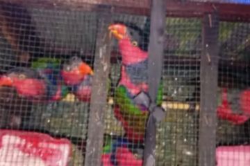 BKSDA Maluku amankan enam nuri kepala hitam di KM Leuser