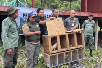 BKSDA Maluku melepasliarkan satwa dilindungi di kawasan TN Manusela