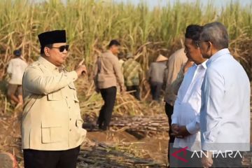 Presiden: Pemerintah kejar peremajaan tebu selesai dalam dua tahun