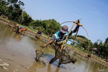 Berburu ikan di telaga surut