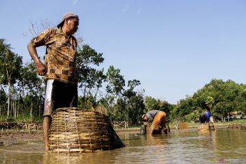 Berburu ikan di telaga surut