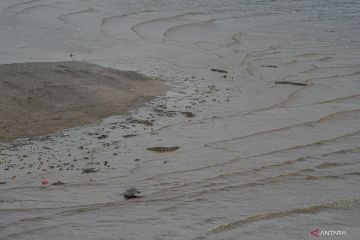 Aktivitas buaya muara Sungai Palu jadi perhatian warga