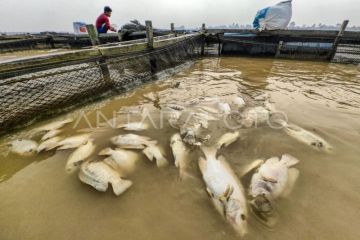 Kematian ikan keramba sungai akibat kemarau di Jambi