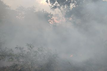 Pakar: 300 ton karbon lepas ke atmosfer per hektare gambut terbakar