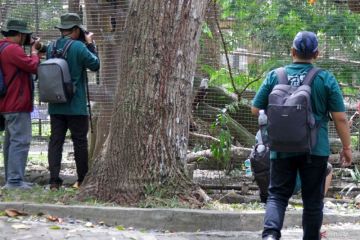 Lomba hunting foto satwa di TSI Prigen