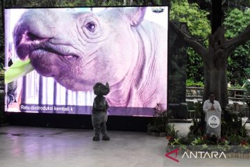 Peringatan Hari Badak Sedunia di Taman Safari Indonesia Bogor