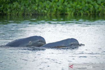 Indonesia takes emergency steps to save Mahakam dolphin