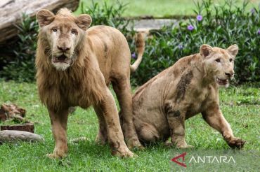 Kebun Binatang Surabaya tambah koleksi singa putih Zeus & Kiara