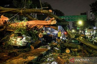 Dua warga terluka akibat pohon tumbang dampak cuaca buruk di Jakarta