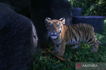 Namanya Zoya, anak harimau Benggala penghuni baru Taman Safari Prigen