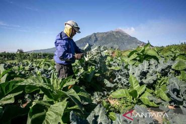 Pertumbuhan ekonomi sektor pertanian triwulan II 2025 naik