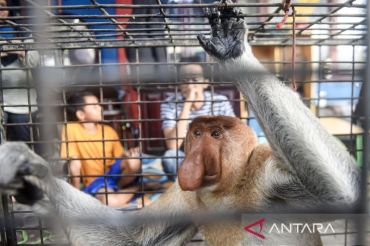 Petugas evakuasi bekantan liar masuk rumah warga di Samarinda