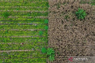 Indonesia eyes carbon gains from social forestry scheme