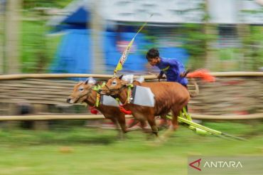 Menjaga silaturahmi dan tradisi melalui karapan sapi