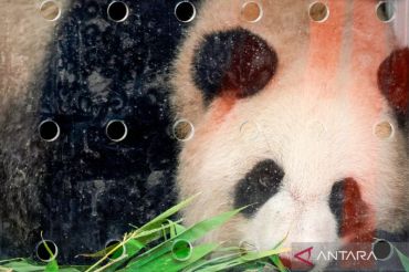 Momen haru, dua Panda senior Huan Huan dan Yuan Zi kembali ke China