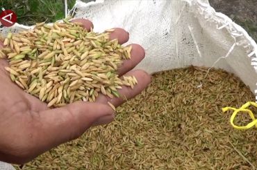 Sulsel proyeksikan surplus beras 2 juta ton di 2025