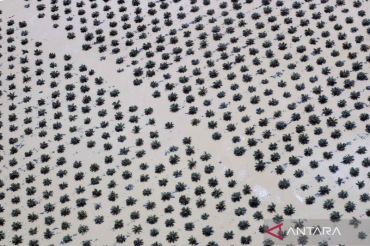 Begini dampak banjir di Agam, kebun sawit turut terendam