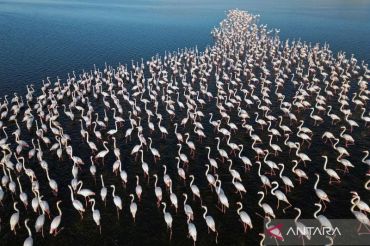 Ribuan flamingo penuhi Danau Qarun Mesir saat migrasi musim dingin