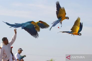Ratusan burung macaw hiasi langit Surabaya di Warrior Cup Royal Residence 2025