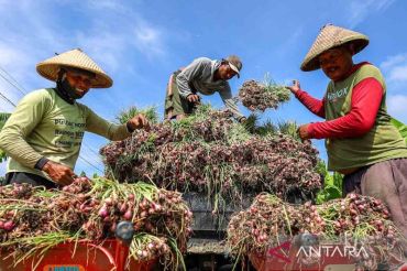 Panen raya bawang merah Nganjuk