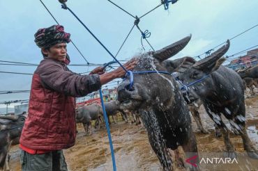 Menengok aktivitas pasar kerbau untuk hewan persembahan di Toraja Utara