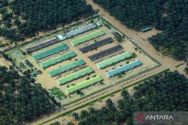 Perusahaan sawit jadi tersangka perusak lingkungan