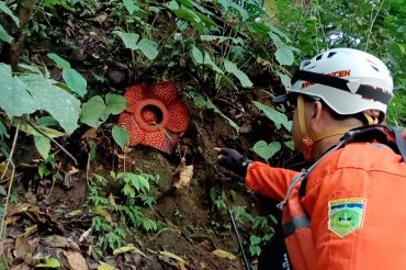 Tim SAR temukan Rafflesia Arnoldii saat pencarian korban banjir